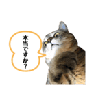 猫さんの仕事用スタンプ（個別スタンプ：6）