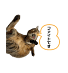 猫さんの仕事用スタンプ（個別スタンプ：10）