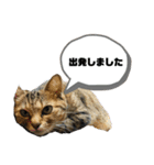 猫さんの仕事用スタンプ（個別スタンプ：11）