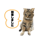猫さんの仕事用スタンプ（個別スタンプ：12）
