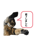 猫さんの仕事用スタンプ（個別スタンプ：13）