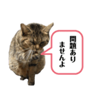 猫さんの仕事用スタンプ（個別スタンプ：14）