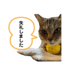 猫さんの仕事用スタンプ（個別スタンプ：15）