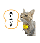 猫さんの仕事用スタンプ（個別スタンプ：16）