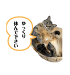 猫さんの仕事用スタンプ（個別スタンプ：17）