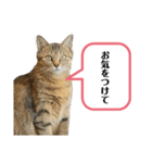 猫さんの仕事用スタンプ（個別スタンプ：18）