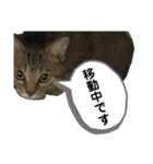猫さんの仕事用スタンプ（個別スタンプ：19）