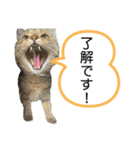猫さんの仕事用スタンプ（個別スタンプ：20）