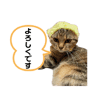 猫さんの仕事用スタンプ（個別スタンプ：21）