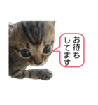 猫さんの仕事用スタンプ（個別スタンプ：22）