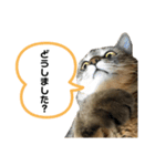 猫さんの仕事用スタンプ（個別スタンプ：24）
