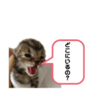 猫さんの仕事用スタンプ（個別スタンプ：25）