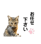 猫さんの仕事用スタンプ（個別スタンプ：29）
