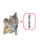 猫さんの仕事用スタンプ（個別スタンプ：32）