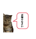 猫さんの仕事用スタンプ（個別スタンプ：33）