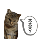 猫さんの仕事用スタンプ（個別スタンプ：35）