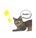 猫さんの仕事用スタンプ（個別スタンプ：36）