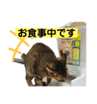 猫さんの仕事用スタンプ（個別スタンプ：38）