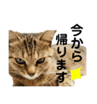 猫さんの仕事用スタンプ（個別スタンプ：40）