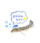 実写ϵ( 'Θ' )϶お魚スタンプ（個別スタンプ：8）