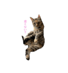 ねこといぬのすたんぷ。。（個別スタンプ：1）