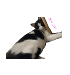 ねこといぬのすたんぷ。。（個別スタンプ：2）