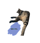 ねこといぬのすたんぷ。。（個別スタンプ：4）