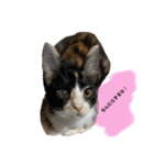 ねこといぬのすたんぷ。。（個別スタンプ：5）