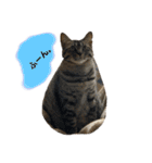 ねこといぬのすたんぷ。。（個別スタンプ：6）