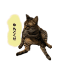 ねこといぬのすたんぷ。。（個別スタンプ：7）