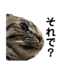ねこといぬのすたんぷ。。（個別スタンプ：9）