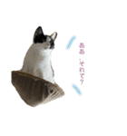 ねこといぬのすたんぷ。。（個別スタンプ：10）
