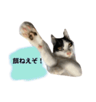 ねこといぬのすたんぷ。。（個別スタンプ：11）