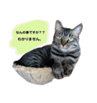 ねこといぬのすたんぷ。。（個別スタンプ：12）