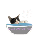 ねこといぬのすたんぷ。。（個別スタンプ：13）