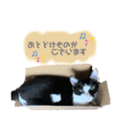 ねこといぬのすたんぷ。。（個別スタンプ：14）