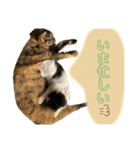 ねこといぬのすたんぷ。。（個別スタンプ：15）