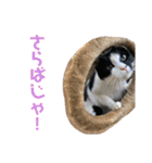 ねこといぬのすたんぷ。。（個別スタンプ：17）