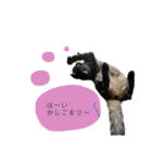 ねこといぬのすたんぷ。。（個別スタンプ：18）