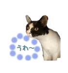 ねこといぬのすたんぷ。。（個別スタンプ：19）