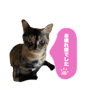 ねこといぬのすたんぷ。。（個別スタンプ：21）