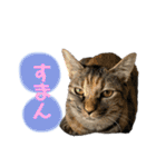 ねこといぬのすたんぷ。。（個別スタンプ：22）