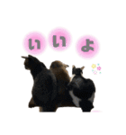 ねこといぬのすたんぷ。。（個別スタンプ：23）