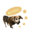 ねこといぬのすたんぷ。。（個別スタンプ：24）