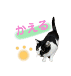 ねこといぬのすたんぷ。。（個別スタンプ：25）