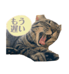 ねこといぬのすたんぷ。。（個別スタンプ：26）