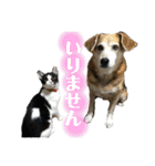 ねこといぬのすたんぷ。。（個別スタンプ：27）