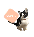 ねこといぬのすたんぷ。。（個別スタンプ：29）