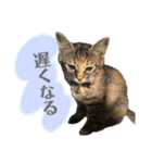 ねこといぬのすたんぷ。。（個別スタンプ：30）