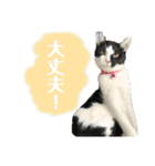 ねこといぬのすたんぷ。。（個別スタンプ：31）